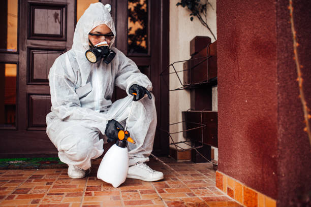 Attic and Crawl Space Rodent Treatment in Alpine