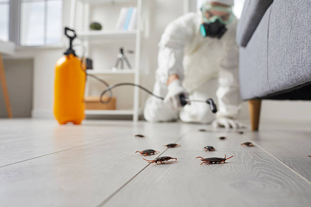 Commercial Rodent Management in Alpine